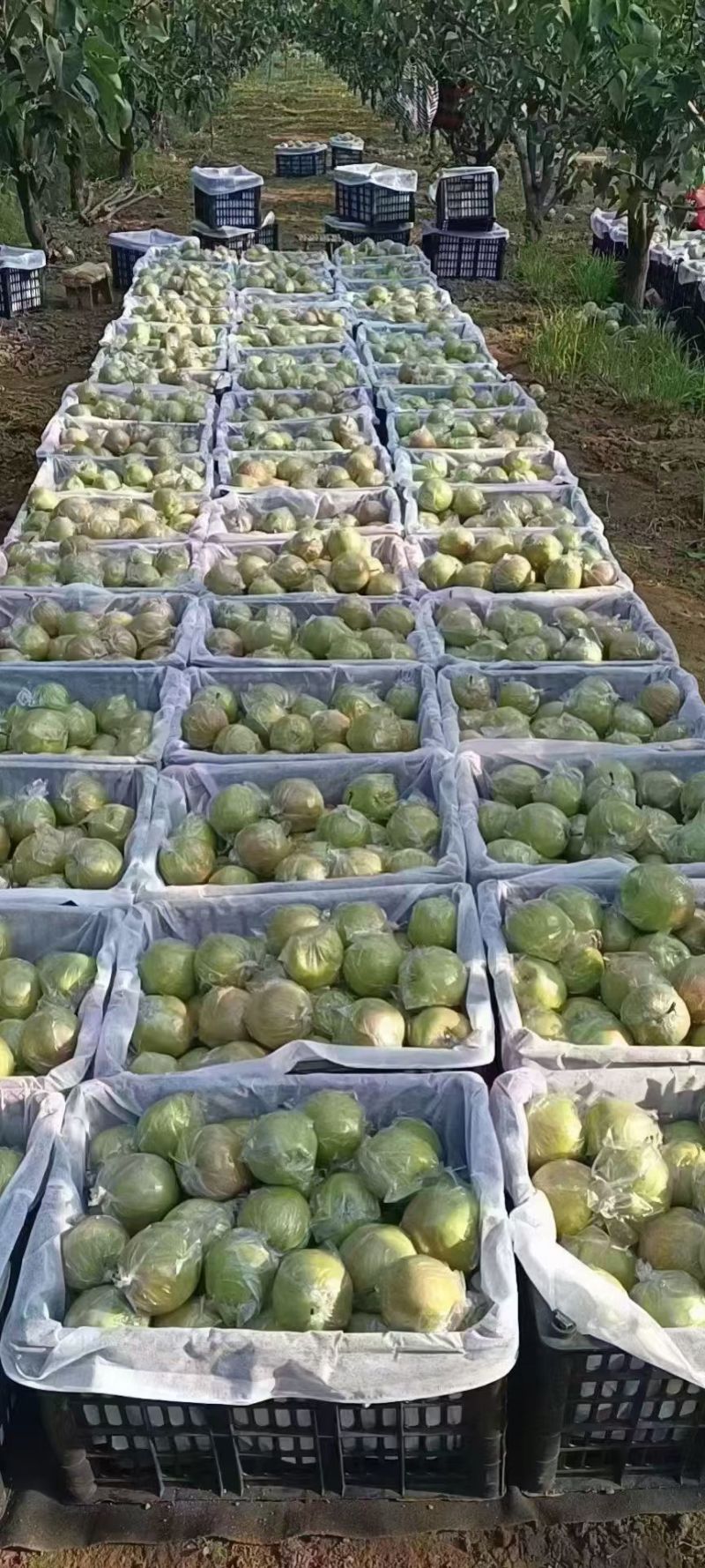 正宗隰县玉露香梨