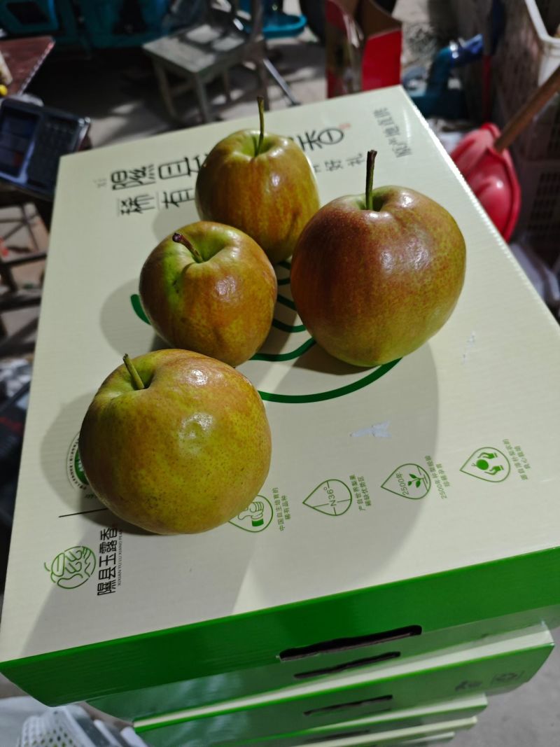 正宗隰县玉露香梨