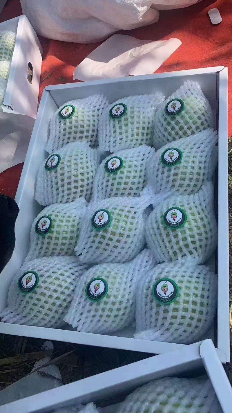 正宗隰县玉露香梨