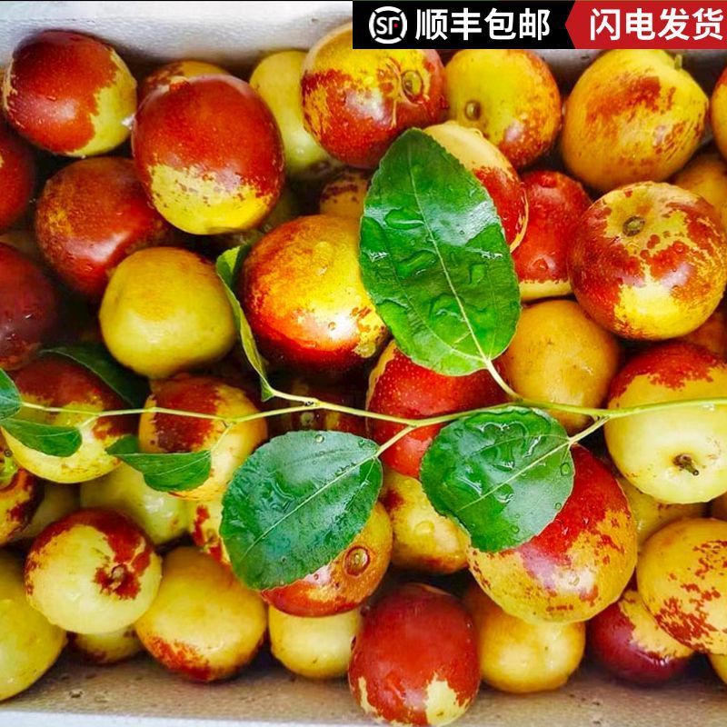 沾化冬枣