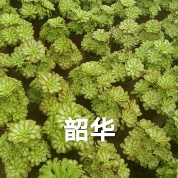 多肉法师韶华大手捧。