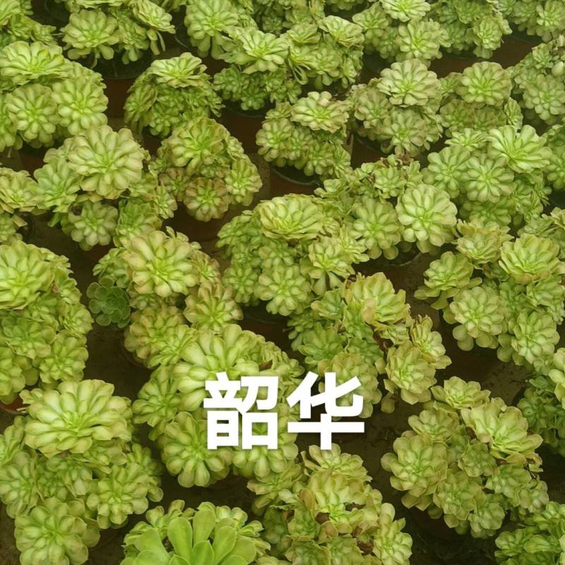 多肉法师韶华大手捧。