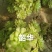 多肉法师韶华大手捧。