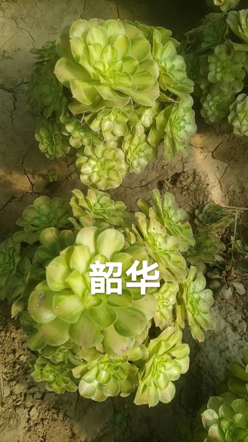 多肉法师韶华大手捧。