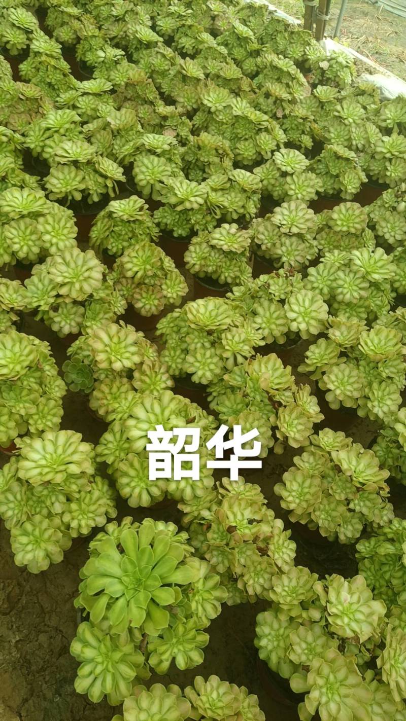 多肉法师韶华大手捧。