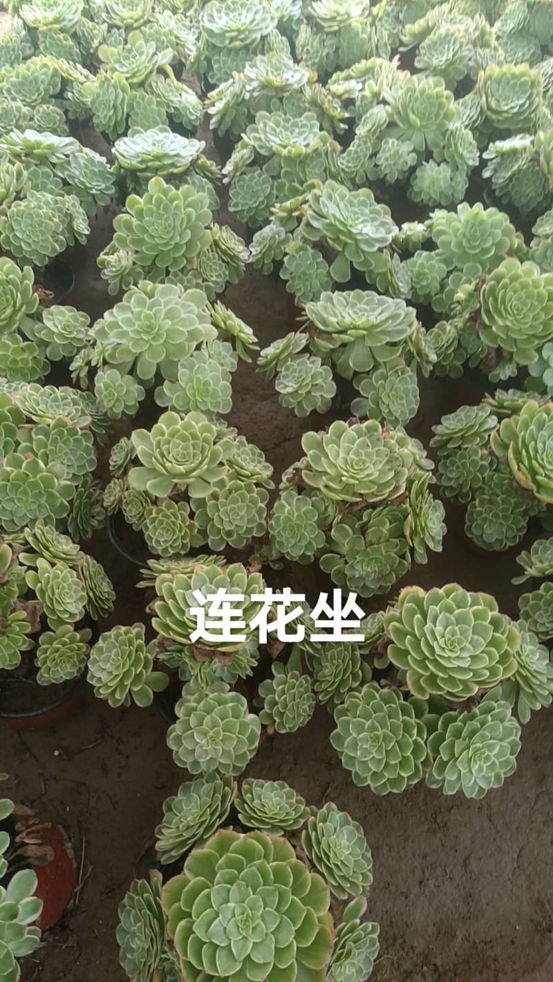 多肉法师韶华大手捧。