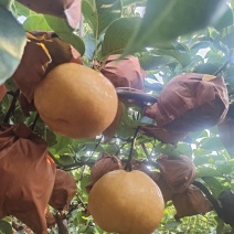 南水梨