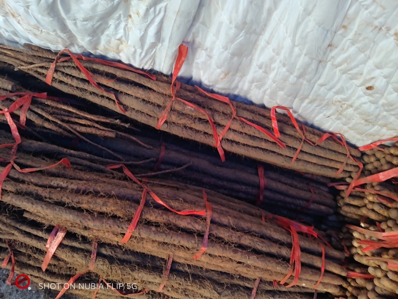 山东菏泽陈集铁棍山药，软糯香甜，欢迎市场上的老板来采购。