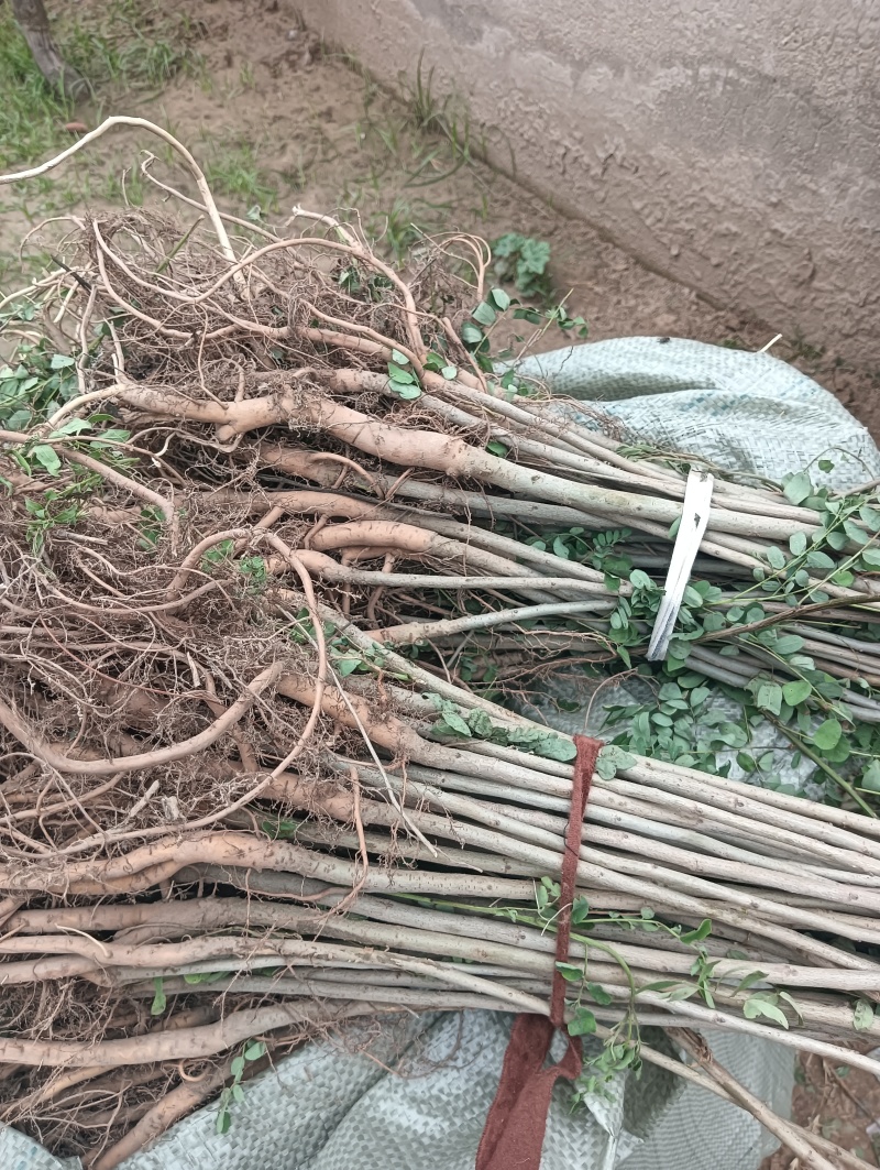 紫穗槐/河南商丘民权基地种植/对接全国采购商