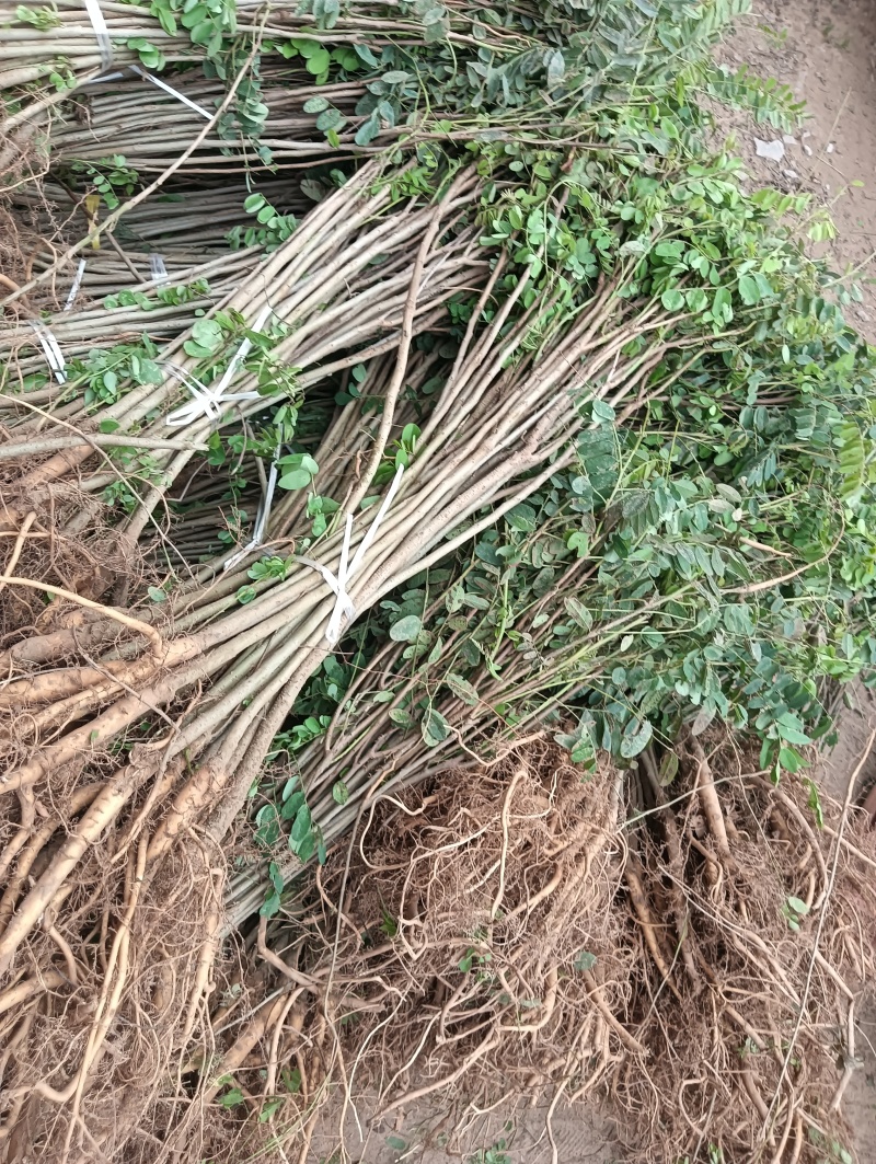 紫穗槐/河南商丘民权基地种植/对接全国采购商