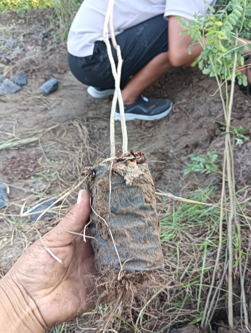 营养杯体紫穗槐苗/基地直发/对接全国采购商
