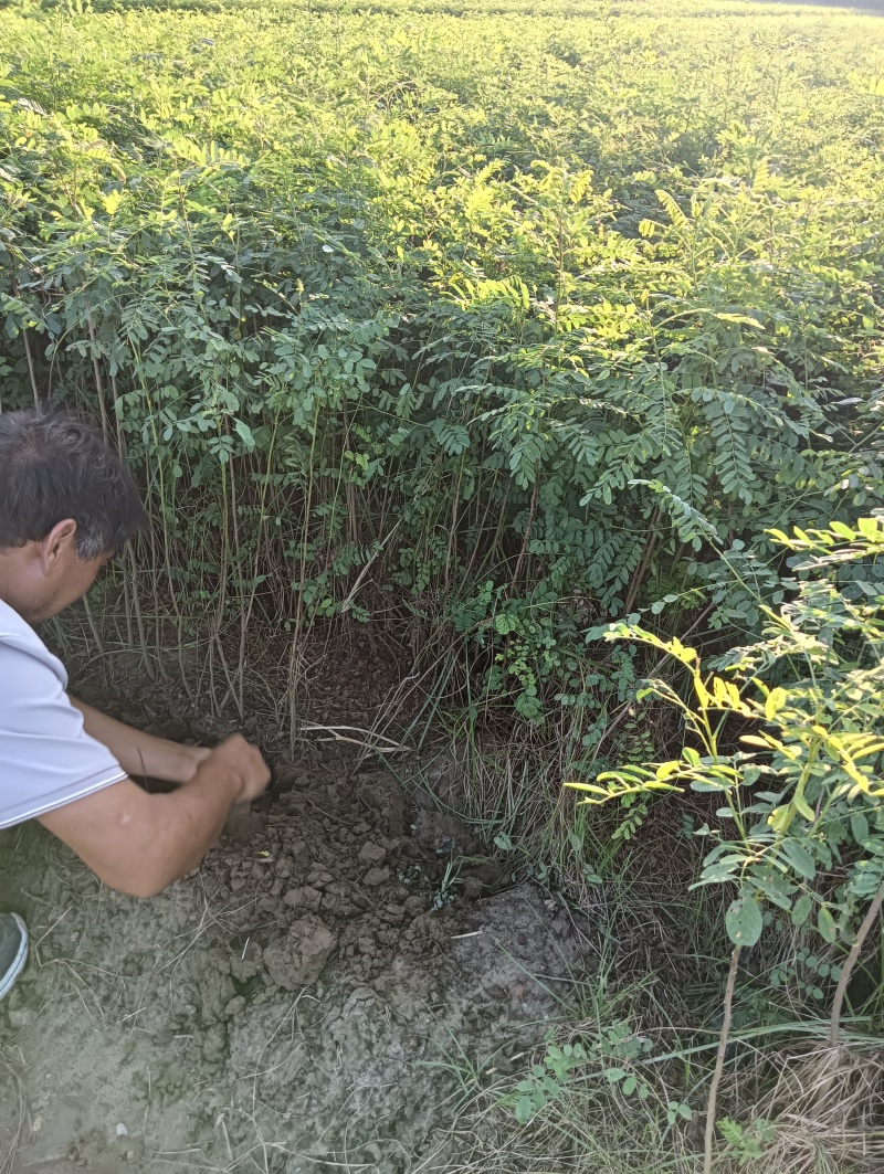 营养杯体紫穗槐苗/基地直发/对接全国采购商