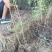 营养杯体紫穗槐苗/基地直发/对接全国采购商