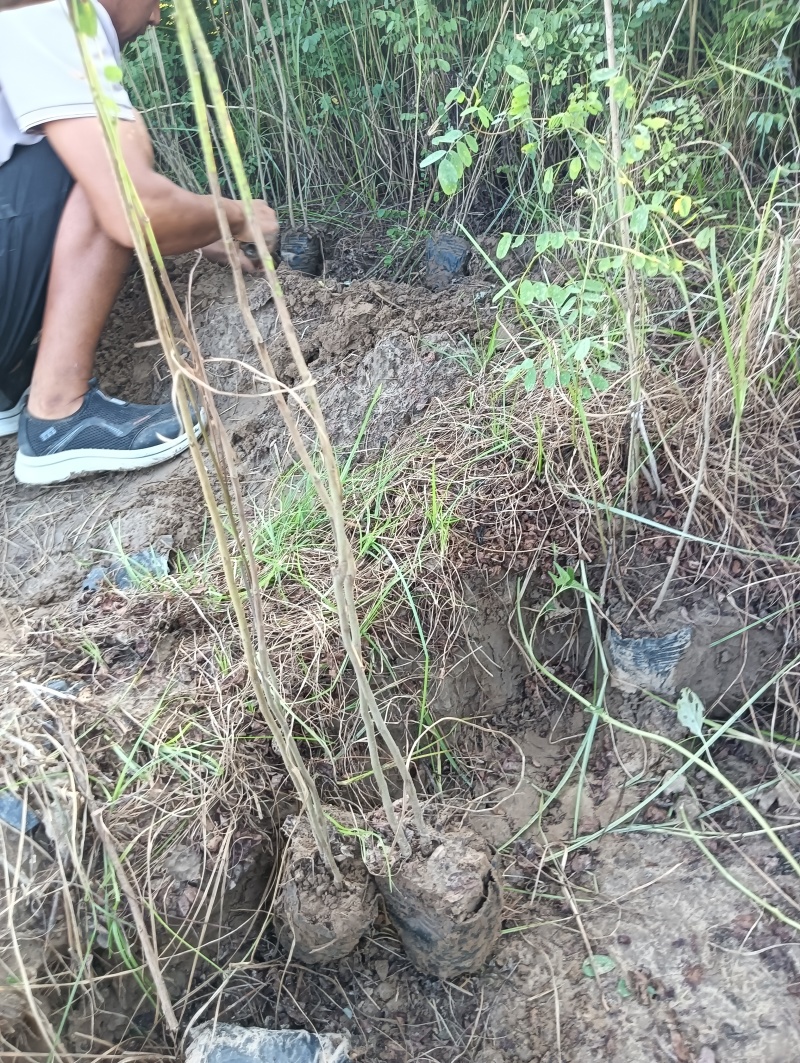 营养杯体紫穗槐苗/基地直发/对接全国采购商