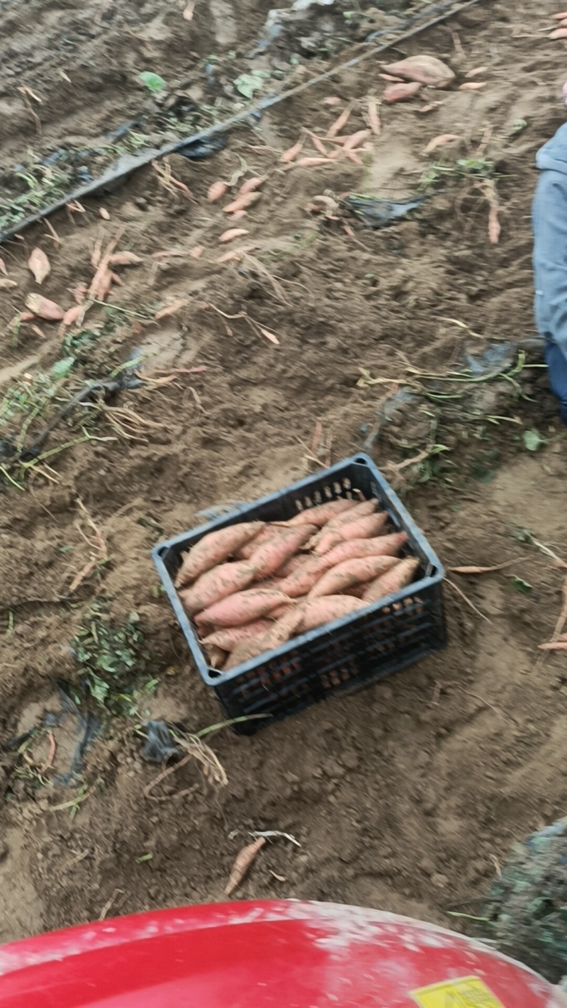 烟薯装几车紫包？团购市场，电商平台都有货啊