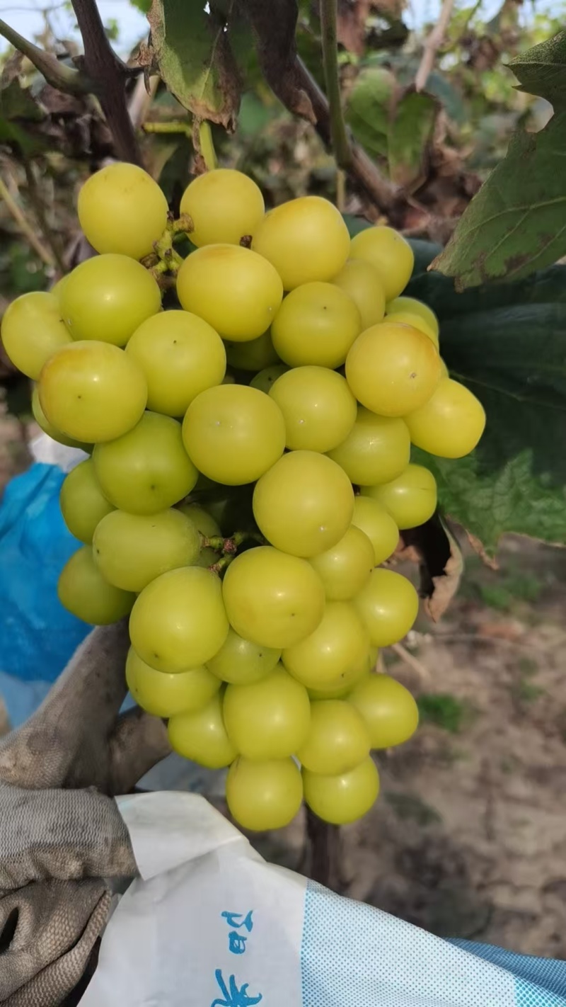 天津茶淀纯甜阳光玫瑰