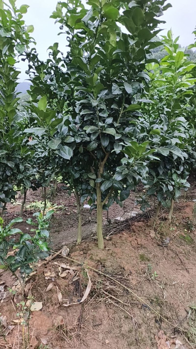江西上饶红心马家柚树苗柚子苗甜味红肉柚苗，基地直供