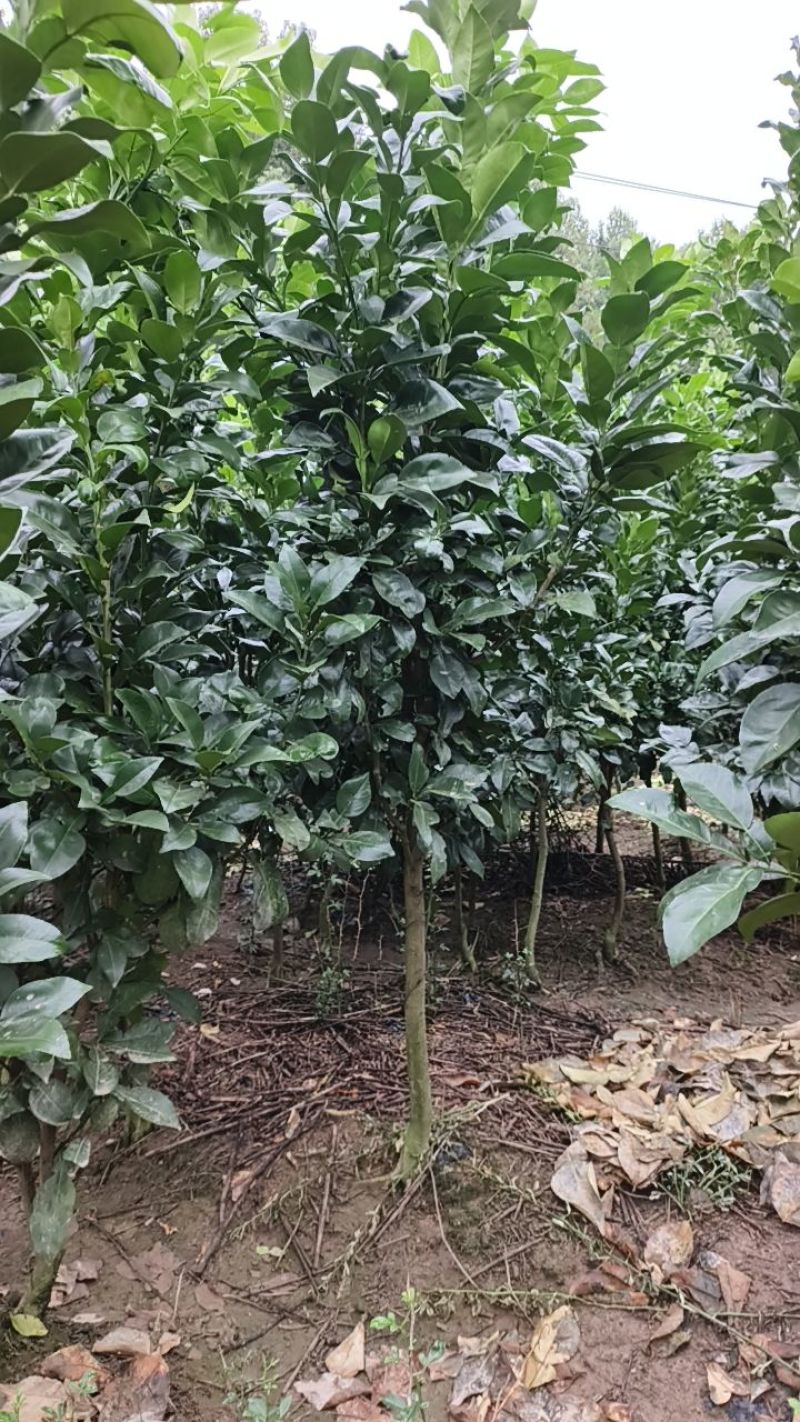 江西上饶红心马家柚树苗柚子苗甜味红肉柚苗，基地直供