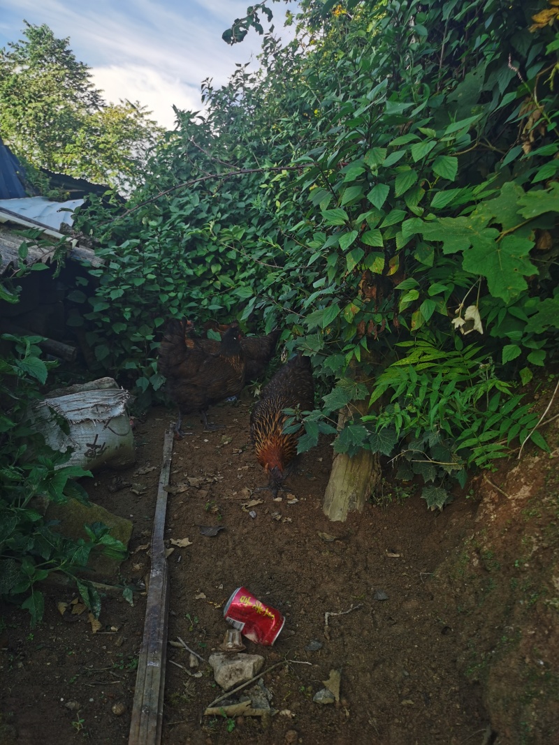 云南土鸡/本地鸡/无骨鸡/高脚鸡