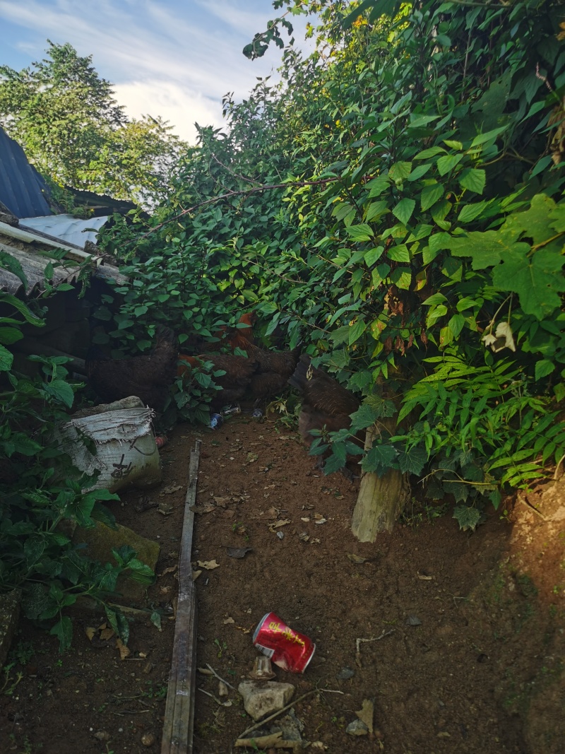 云南土鸡/本地鸡/无骨鸡/高脚鸡