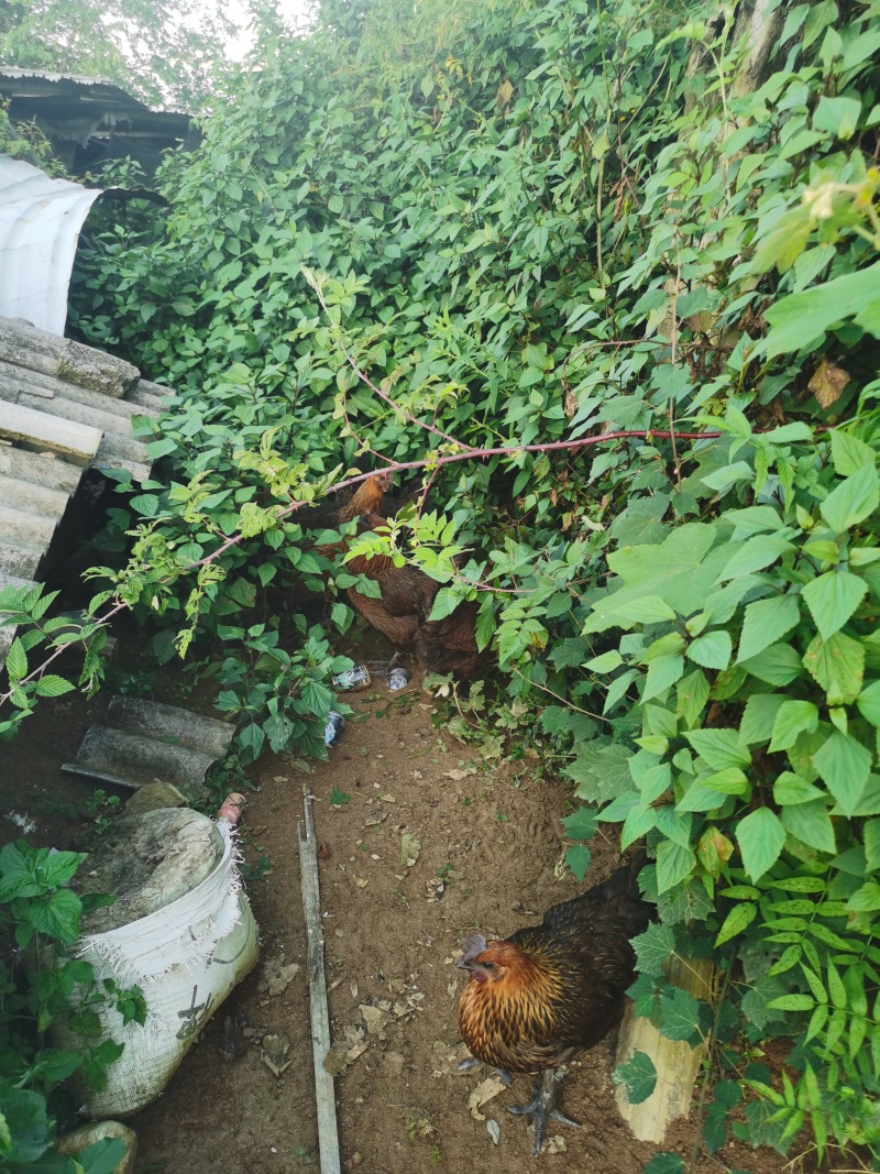 云南土鸡/本地鸡/无骨鸡/高脚鸡