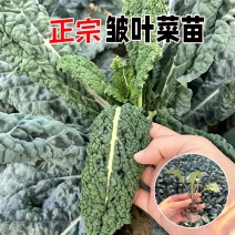 皱叶菜羽衣甘蓝苗蓝羽可食用羽衣甘蓝苗