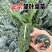 皱叶菜羽衣甘蓝苗蓝羽可食用羽衣甘蓝苗