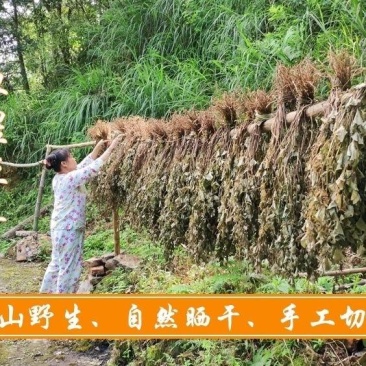 野生鱼腥草杆叶子晒干泡水喝新货干货鱼腥草叶农家