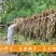 野生鱼腥草杆叶子晒干泡水喝新货干货鱼腥草叶农家
