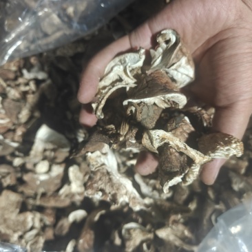 大量出售土豆蘑，口蘑