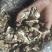 大量出售土豆蘑，口蘑