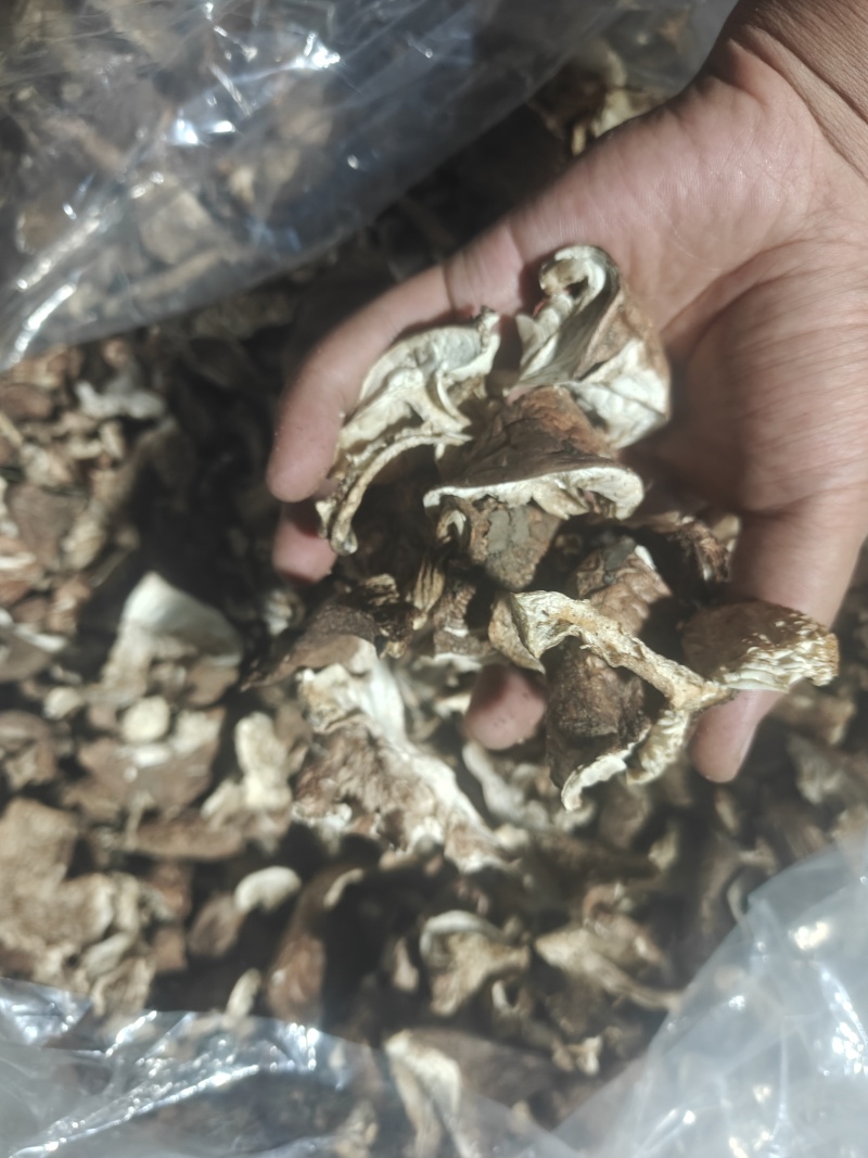 大量出售土豆蘑，口蘑