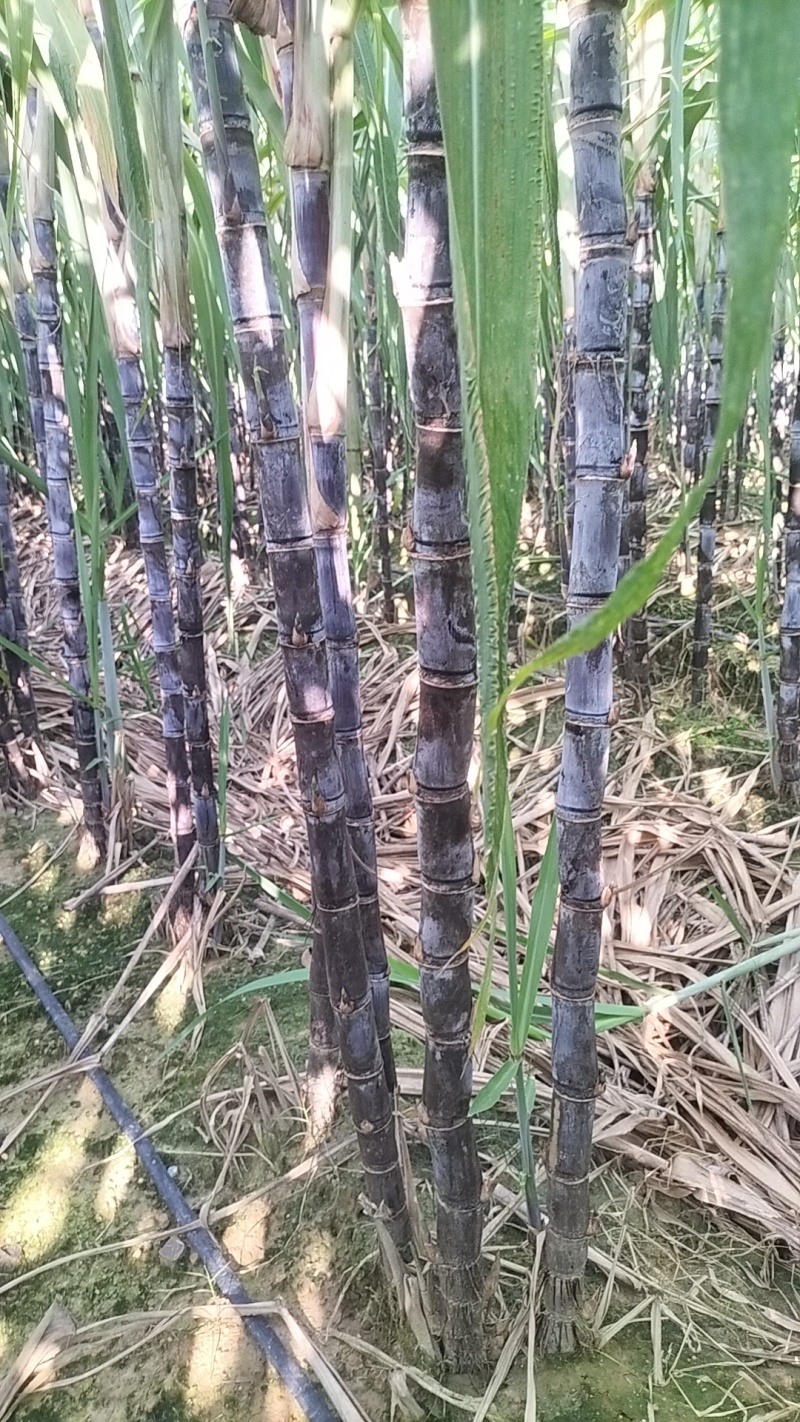 翁源甘蔗