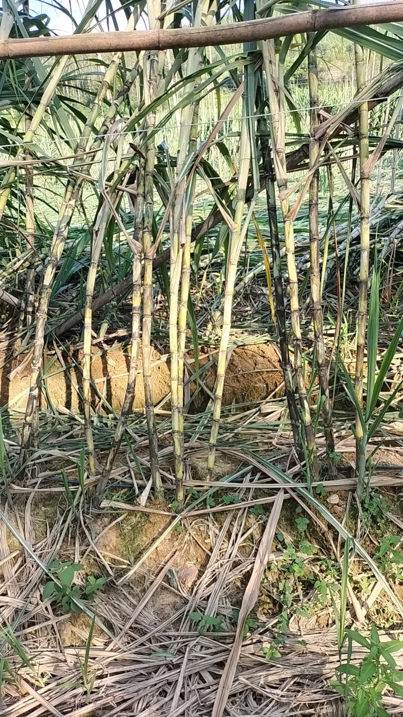 翁源甘蔗
