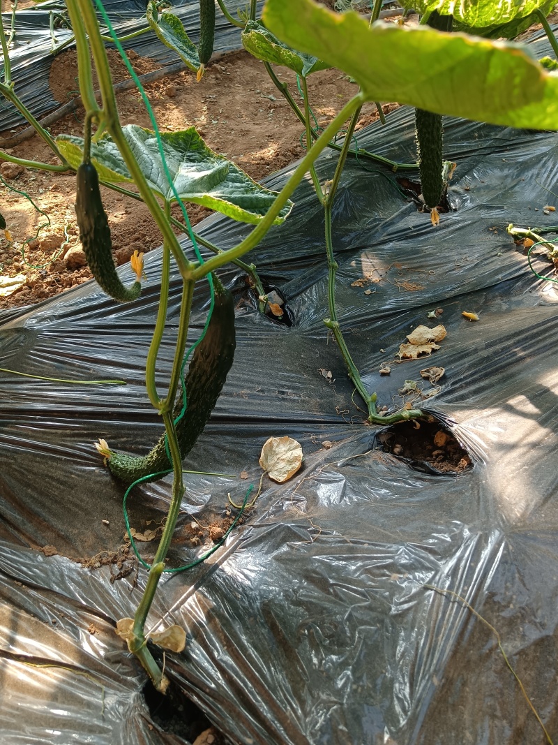 河北黄瓜，张家口黄瓜，阳原黄瓜，蔚县黄瓜，深井黄瓜，