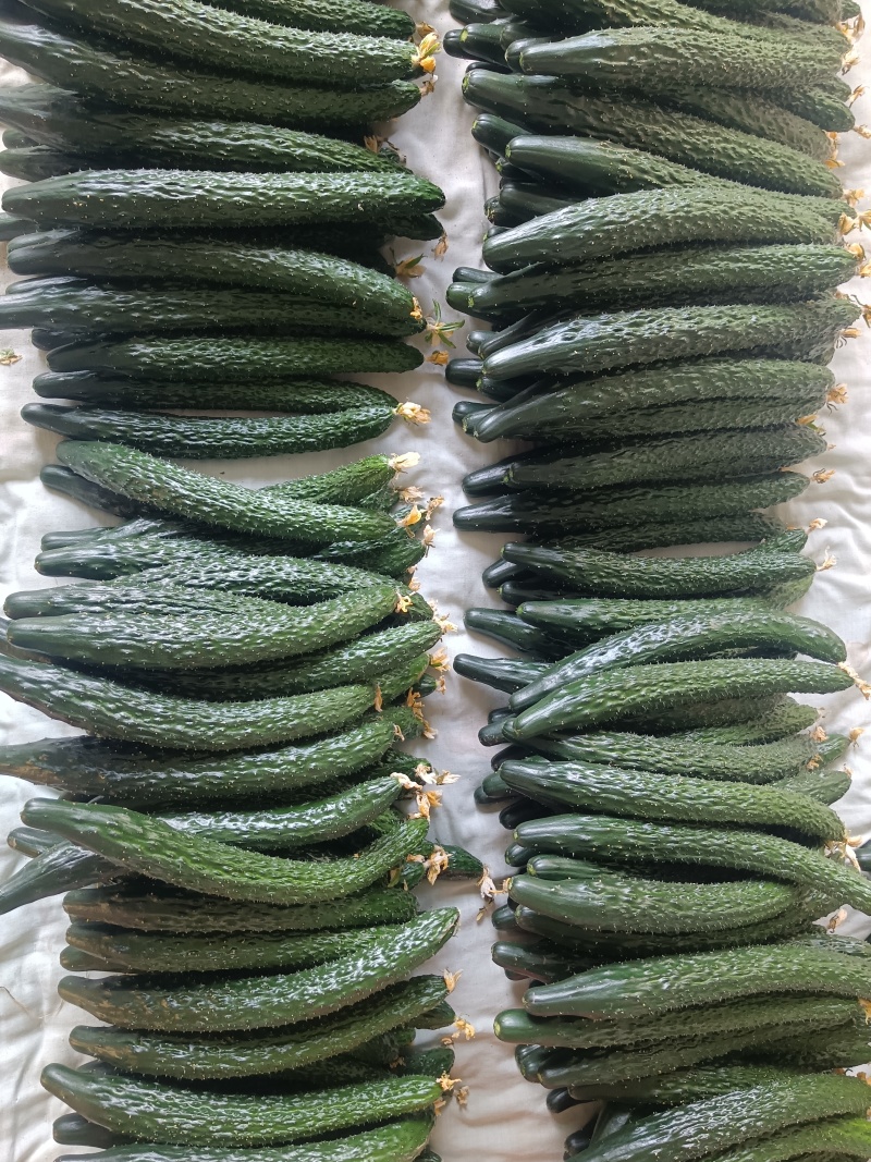 河北黄瓜，张家口黄瓜，阳原黄瓜，蔚县黄瓜，深井黄瓜，