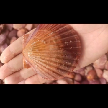 新鲜鲜活港湾贝抖音小红贝产地直销，每天现捞现发