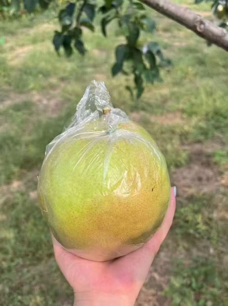 玉露香梨分品类，价钱在一块到五块左右，还有礼品盒，还有酥梨