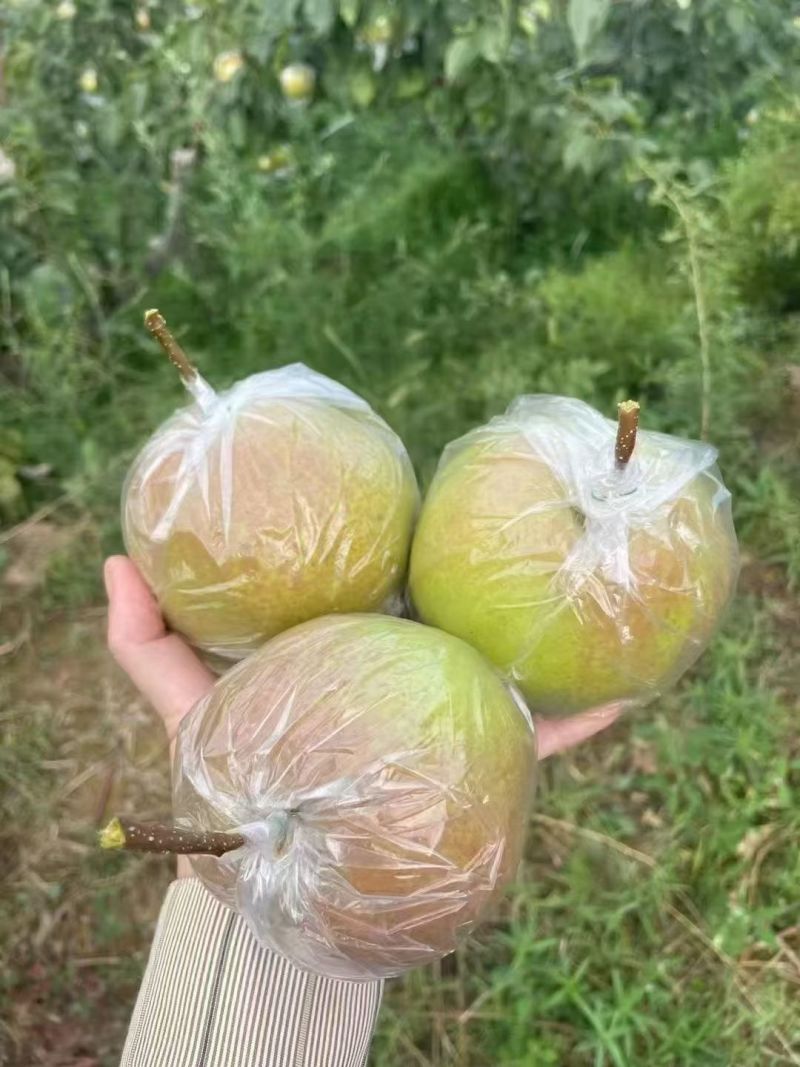 玉露香梨分品类，价钱在一块到五块左右，还有礼品盒，还有酥梨