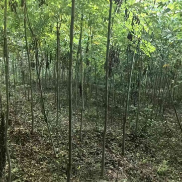 栾树小苗