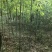 栾树小苗