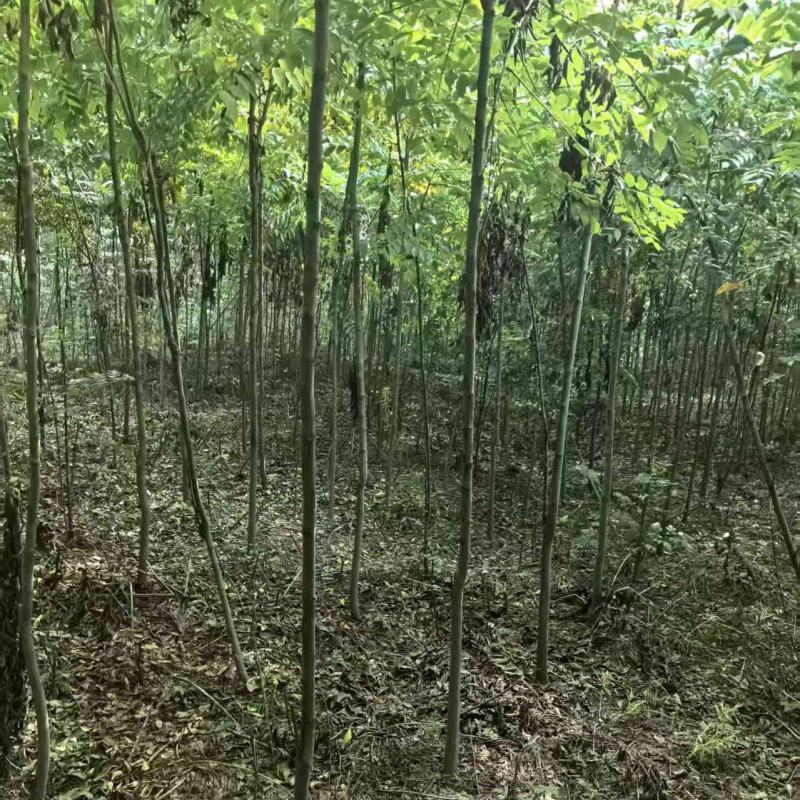 栾树小苗