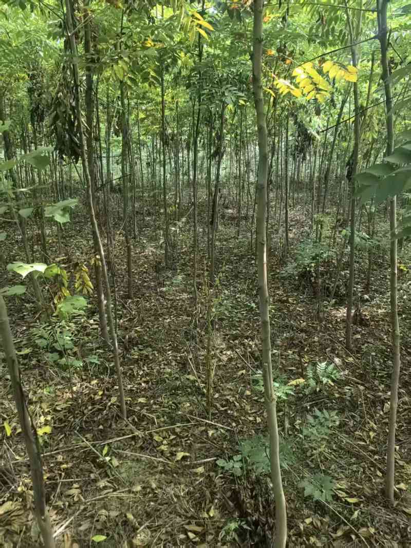 栾树小苗