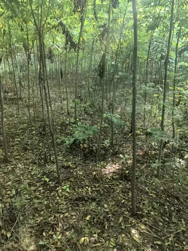 栾树小苗