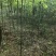栾树小苗