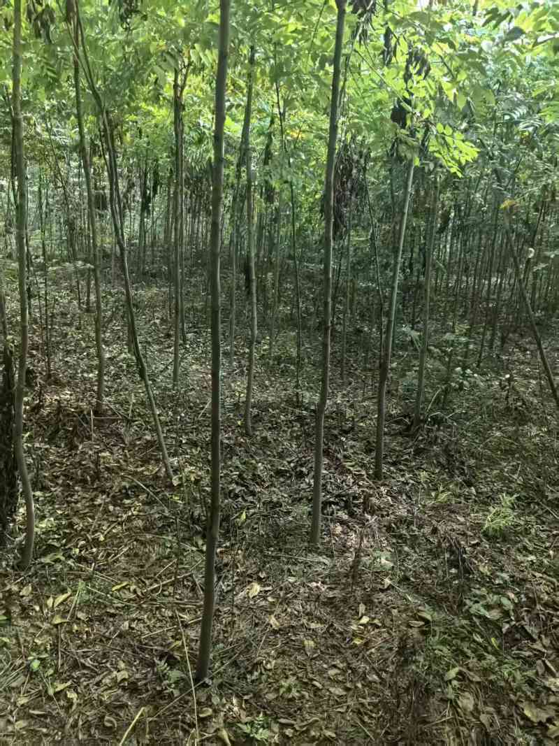 栾树小苗