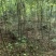 栾树小苗