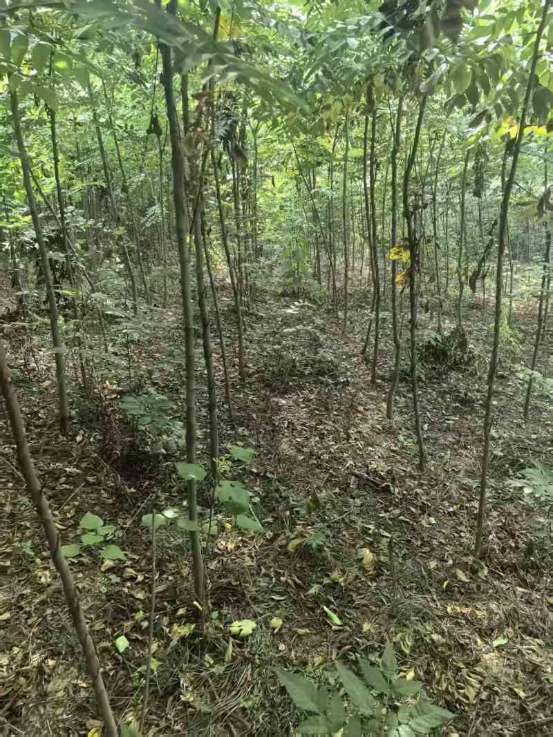 栾树小苗