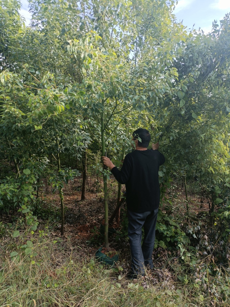香樟
