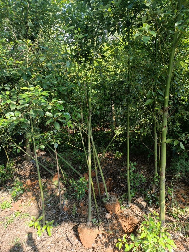 香樟